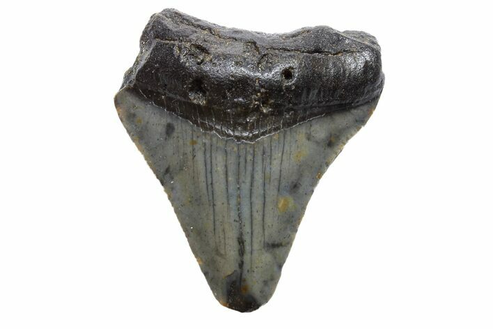 Bargain, Megalodon Tooth - North Carolina #152876